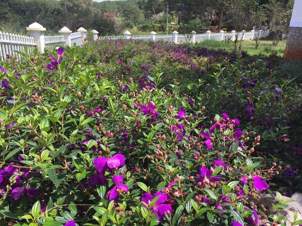 Romeo & Juliet Guesthouse Dalat Kültér fotó